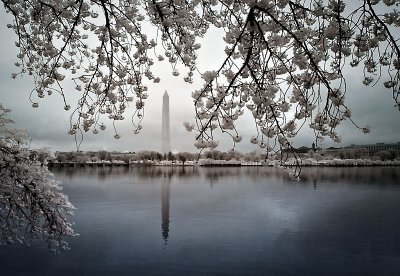 Washington Monument through the Blossoms