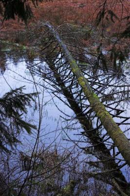 Fallen Tree