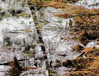 Marsh Reflections