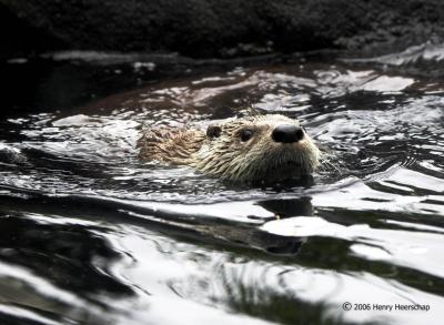 River Otter