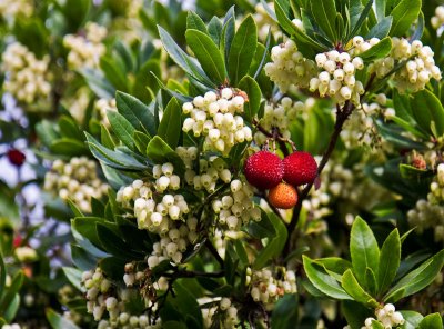 Berries