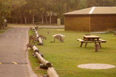 g3/85/581485/3/55609111.Roos1.jpg