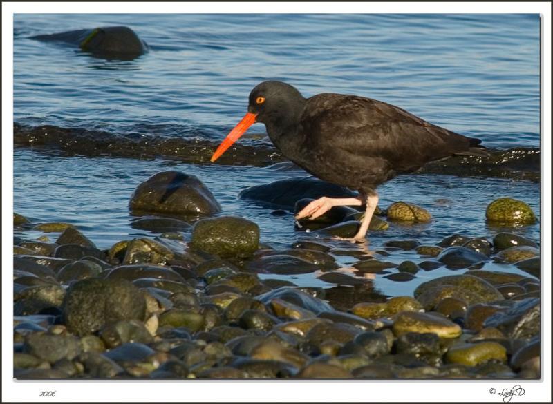 Black Oyster Catcher