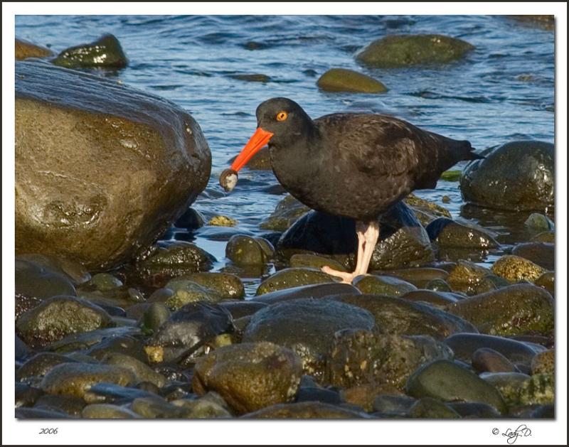 Black Oyster Catcher