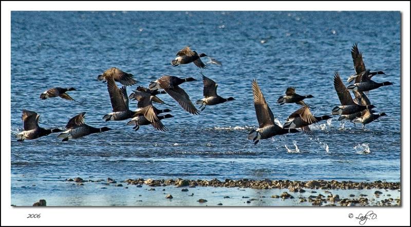 Black Brant