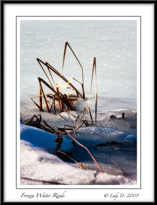 Frozen Water Reeds