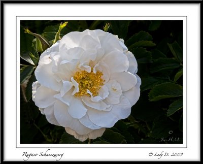 Rugosa Rose Snowdwarf