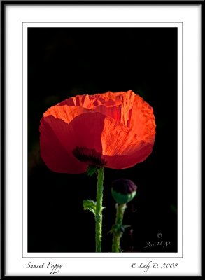 A Sunset Poppy