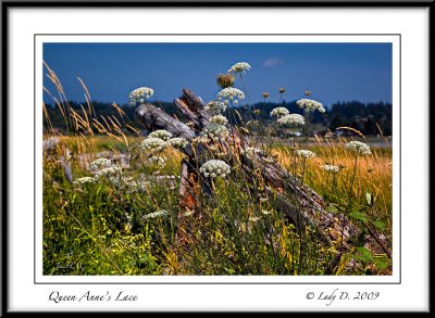 Queen Annes Lace and Driftwood