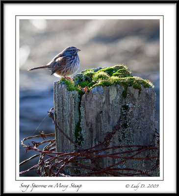 Song Sparrow on Mossy Stump
