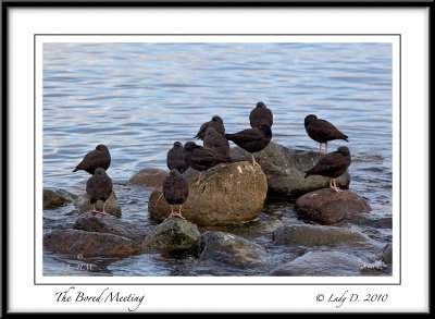 Black Oystercatchers