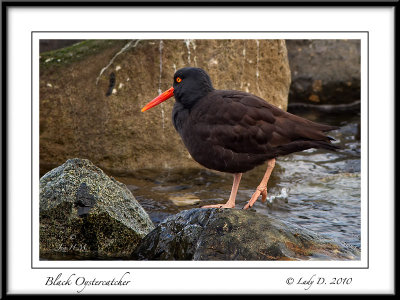 Black Oystercatcher