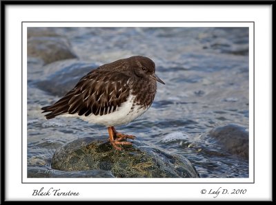 Black Turnstone