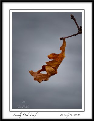 Lonely Oak Leaf