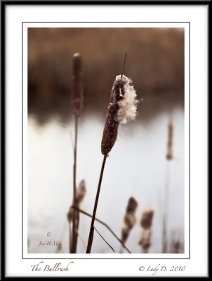 The Bullrush
