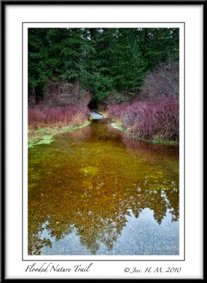 Flooded Nature Trail