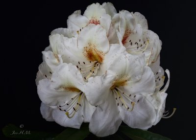 Rhododendron Phyllis Korn
