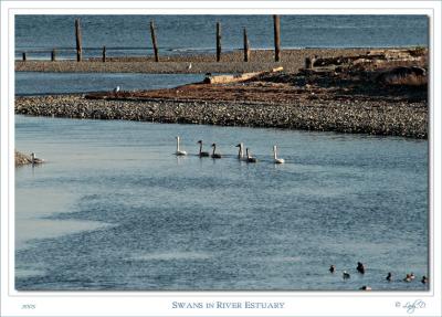 Swans in the river estuary