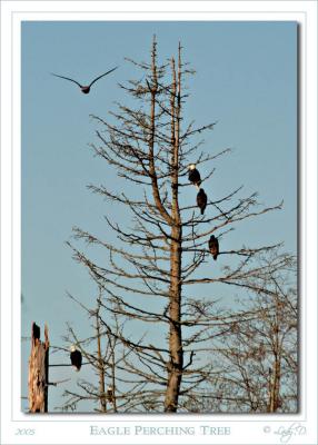 Eagles Perching in tree