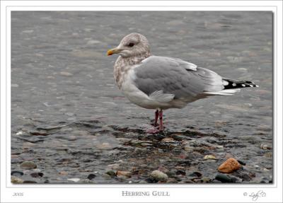 Herring Gull.