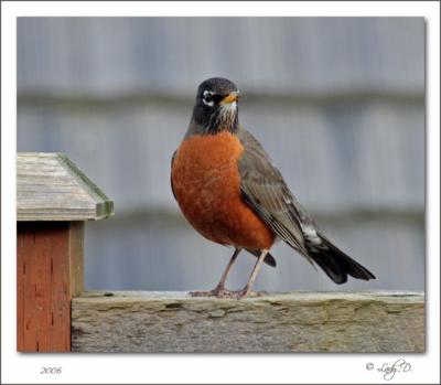 American Robin.