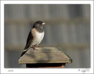 Dark eyed Junco.