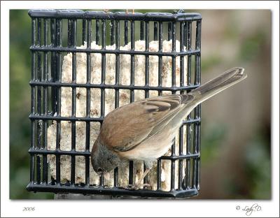 Dark eyed Junco.