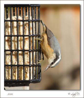 Nuthatch Red-breasted.