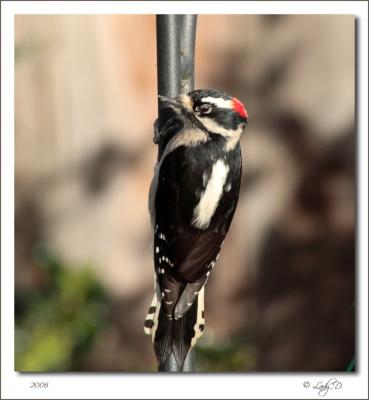 Downy Woodpecker Male.