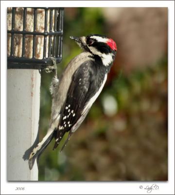 Downy Woodpecker Male.