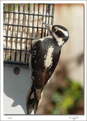 Hairy Woodpecker Female.