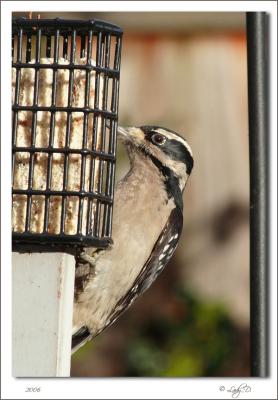 Hairy Woodpecker Female.