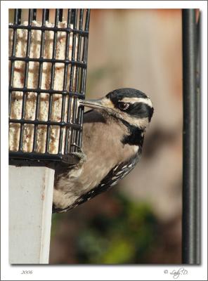 Hairy Woodpecker Female.