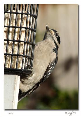 Hairy Woodpecker Female.