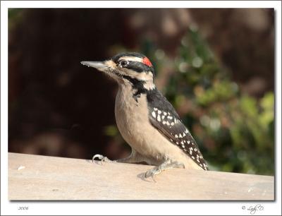 Hairy Woodpecker Male.