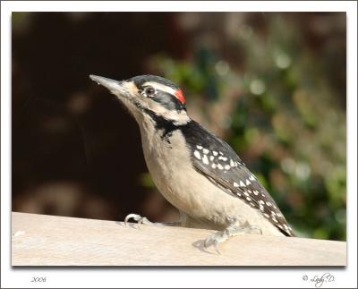 Hairy Woodpecker Male.