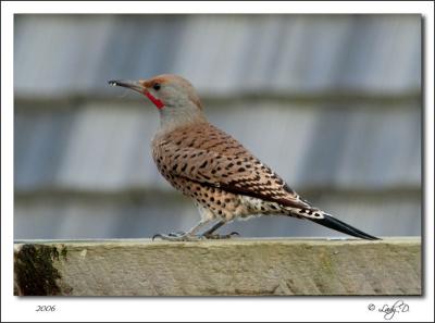 Northern Flicker Male Red-shafted.