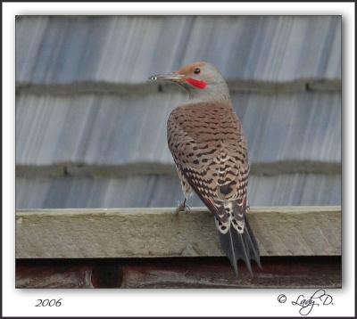 Northern Flicker. Male  Red-shafted.