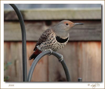 Northern Flicker. Female Red-shafted.