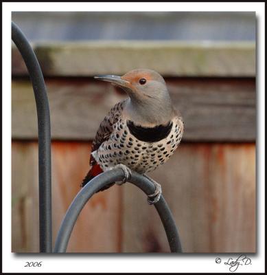 Northern Flicker. Female Red-shafted.
