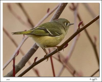 Ruby-Crowned Kinglet Male