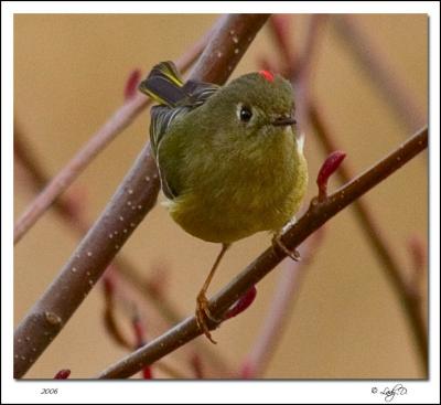 Ruby-Crowned Kinglet