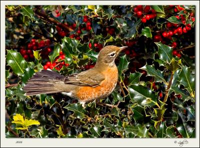 Female Robin