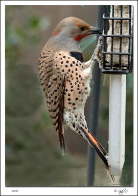 Northern Flicker  Red - Shafted Male.