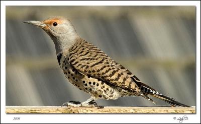 Northern Flicker Red-Shafted Female