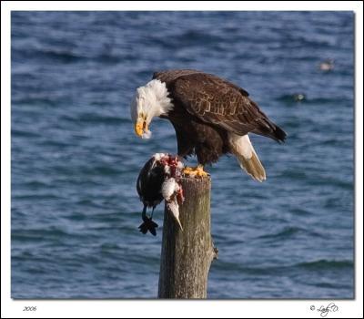 Bald Eagles Lunch