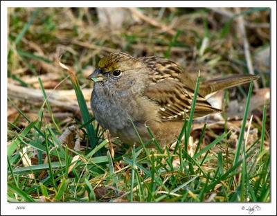 Golden-crowned Sparrow