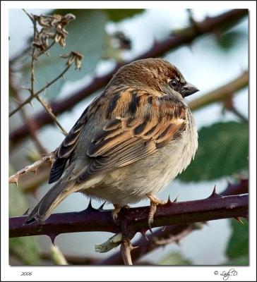 House Sparrow