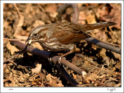 Song Sparrow