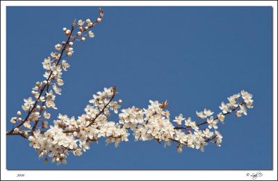 Spring in Nanaimo